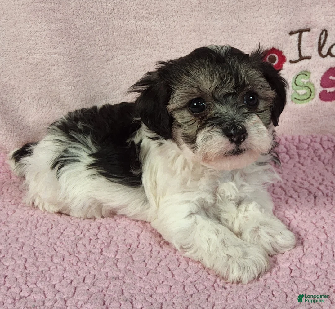 Yorkiepoo dogs for sale: Gloriana Peace - Ad 2