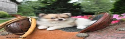 Pomeranian dogs for sale: Ronnie - Ad 4