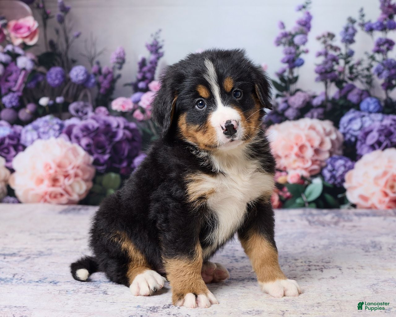 Bernese Mountain Dog dogs Murphy - Ad 2