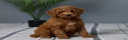 Mini Goldendoodle dogs for sale: Candie - Ad 3