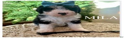 Mini Bernedoodle dogs for sale: Mila - Ad 3