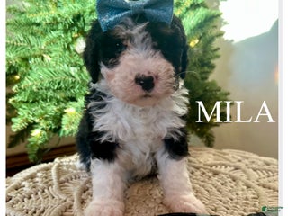 Mini Bernedoodle dogs Mila - Ad 41