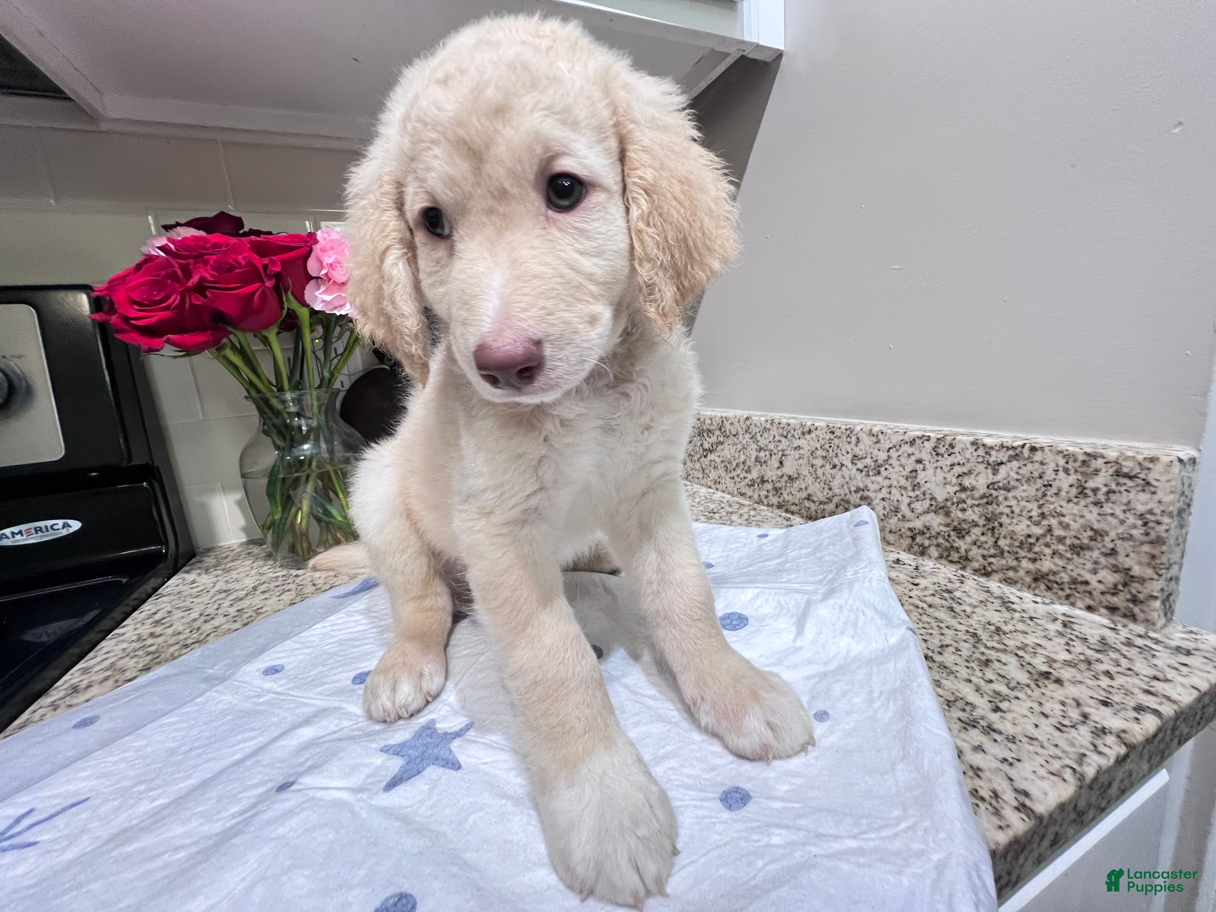 Labradoodle dogs Champagne  - Ad 14