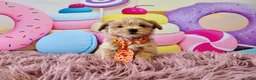 Havapoo dogs for sale: Havapoo 1 - Ad 1