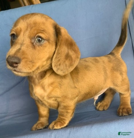 Miniature Dachshund dogs Chip - Ad 2