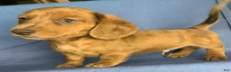 Miniature Dachshund dogs for sale: Chip - Ad 2