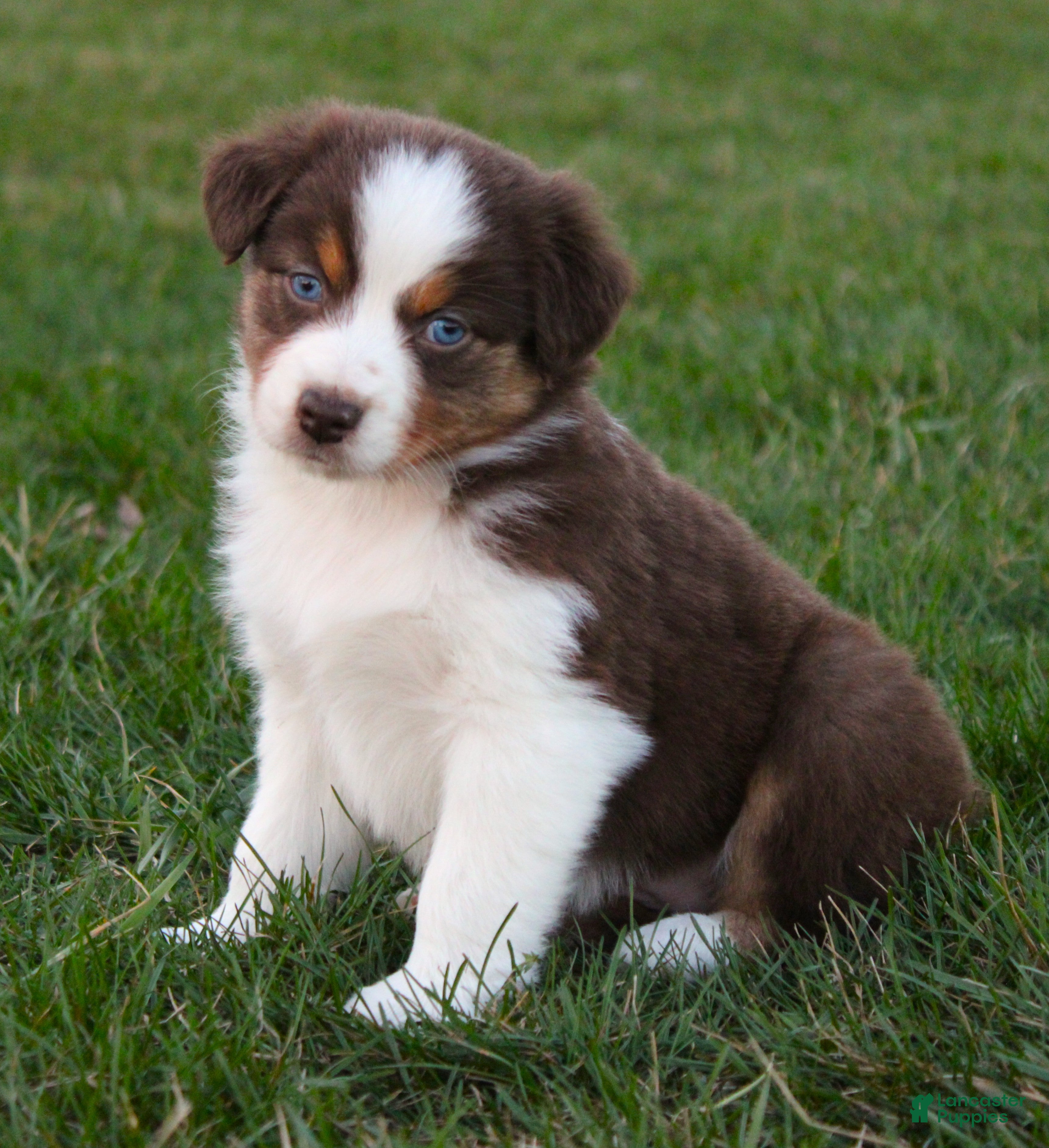 Australian Shepherd dogs Rose - Ad 2