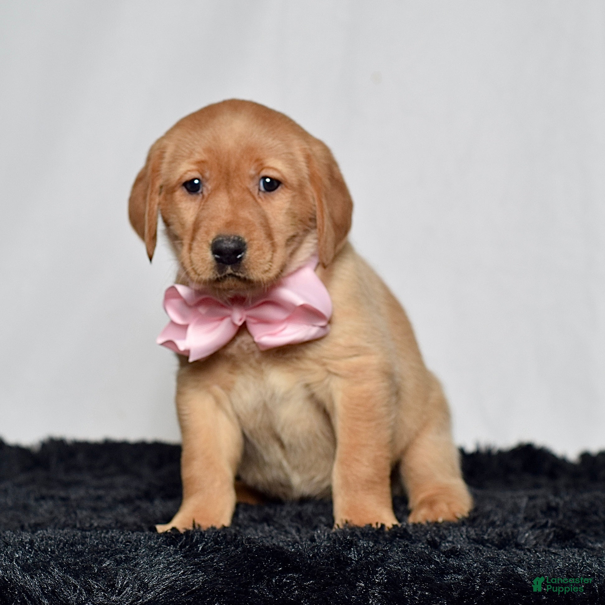 Labrador Retriever dogs Remi - Ad 1