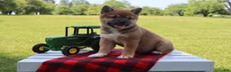 Shiba Inu dogs for sale: Blayne - Ad 6