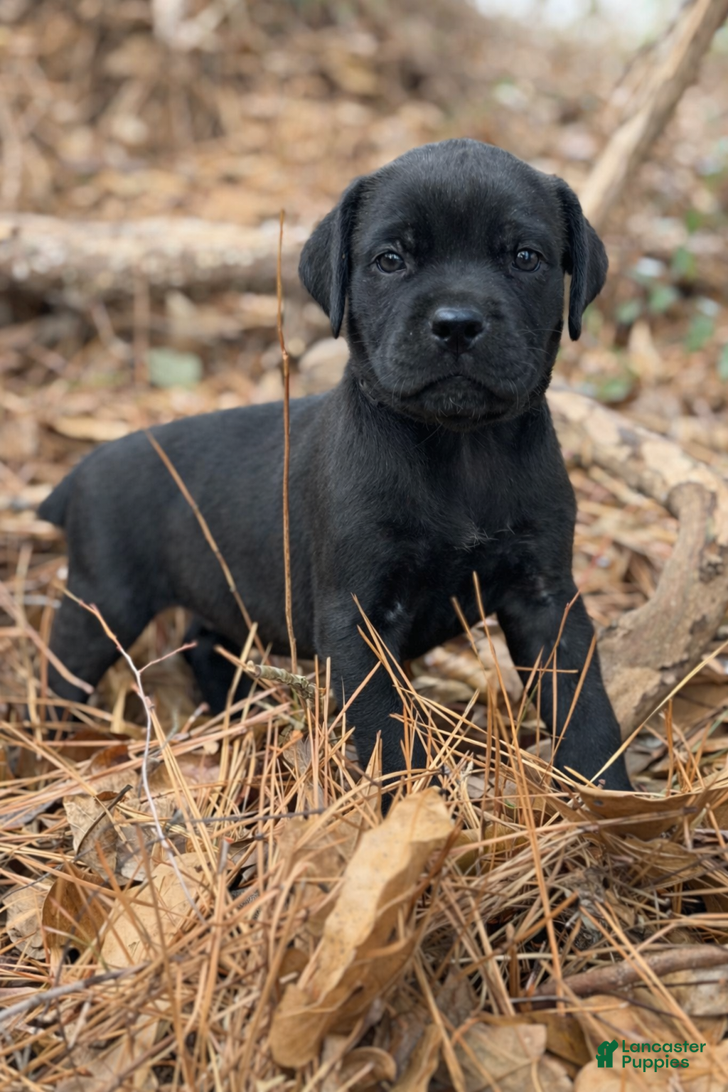 Cane Corso dogs Athena  - Ad 1