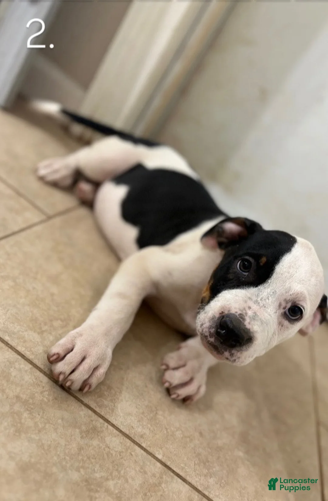 American Pit Bull Terrier dogs for sale: Baca - Ad 5