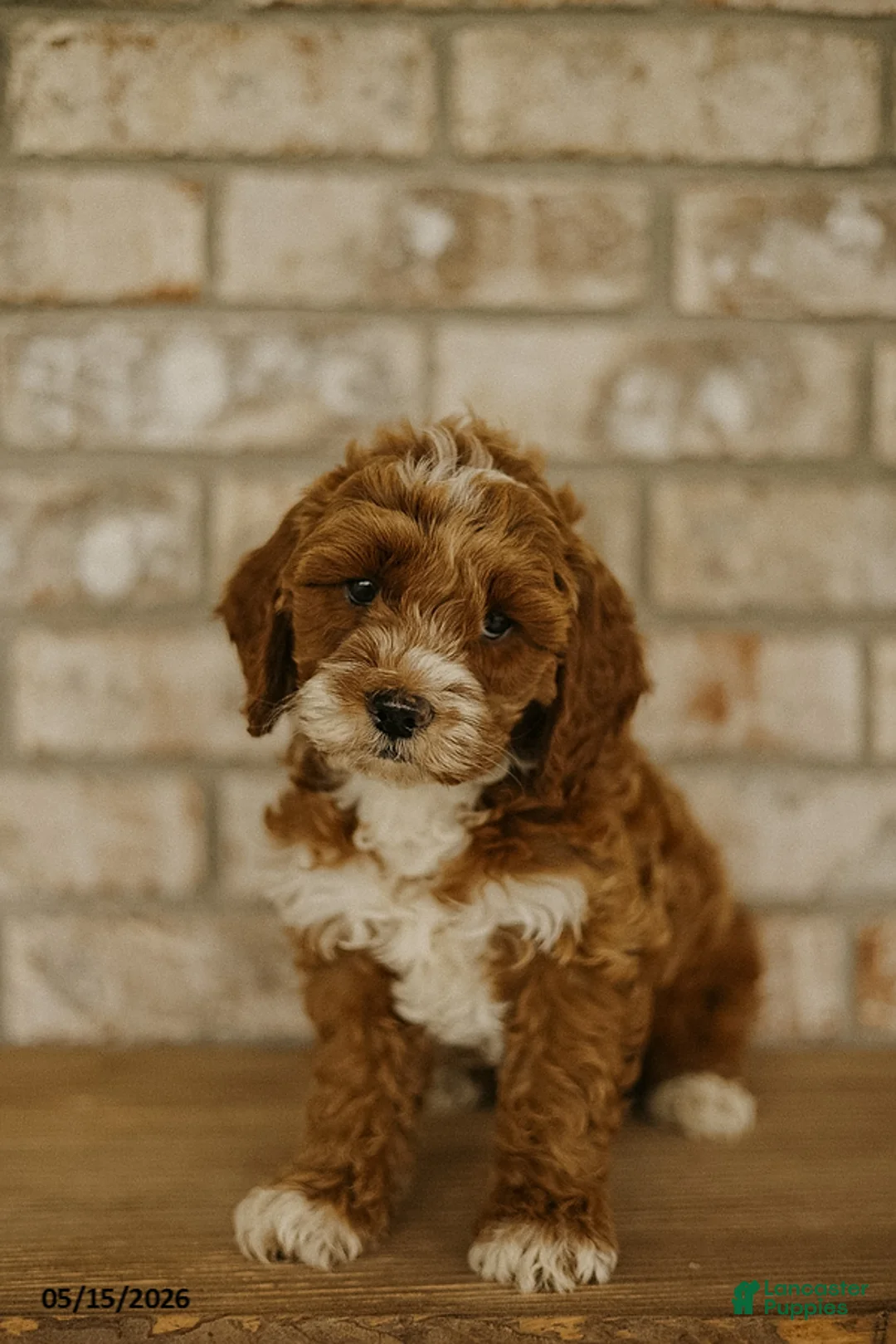 Cockapoo dogs for sale: Bow - Ad 2