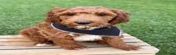 Irish Doodle dogs for sale: Cody - Ad 6