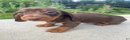 Miniature Dachshund dogs for sale: Maverick - Ad 8