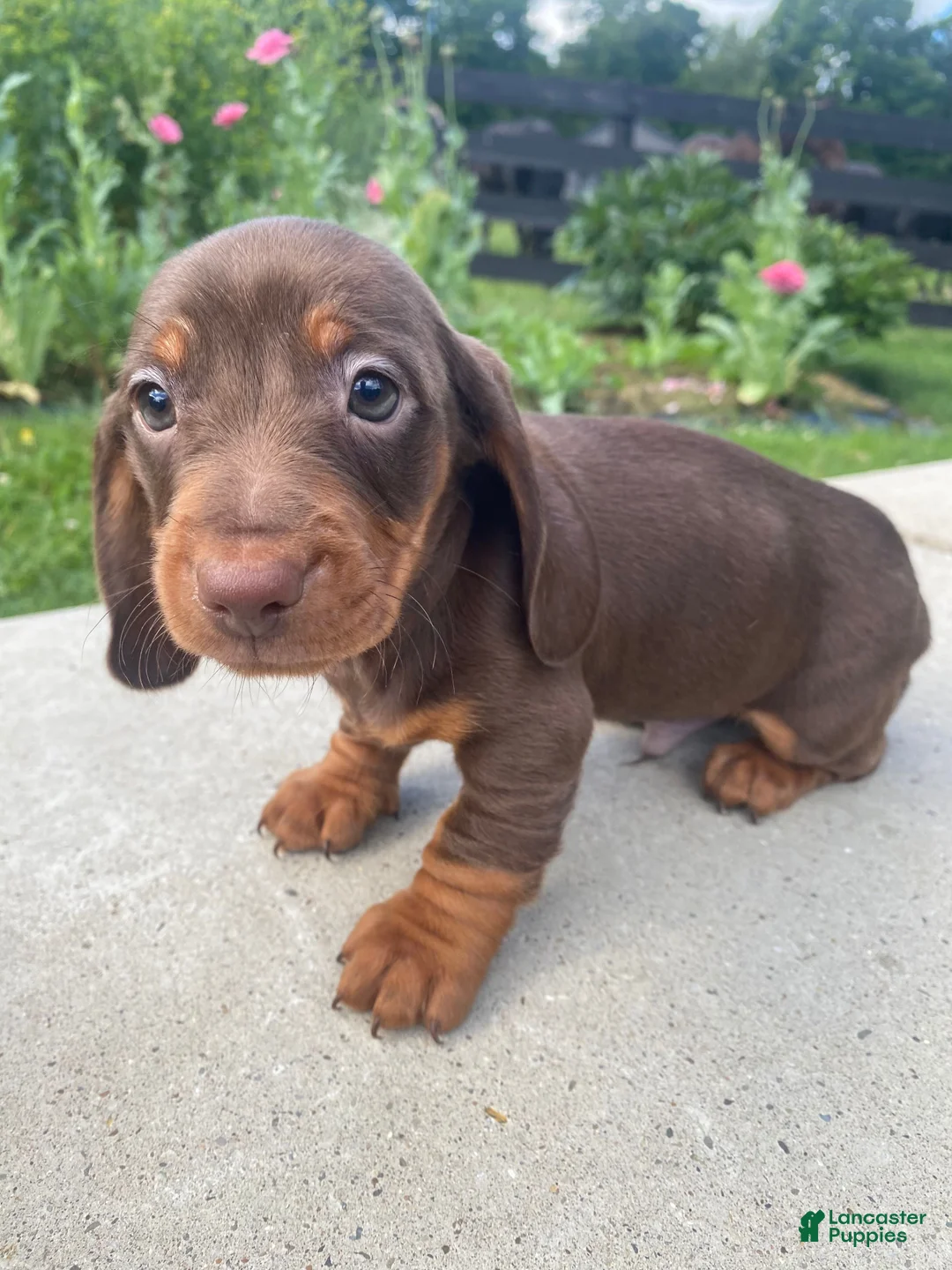 Miniature Dachshund dogs for sale: Maverick - Ad 8