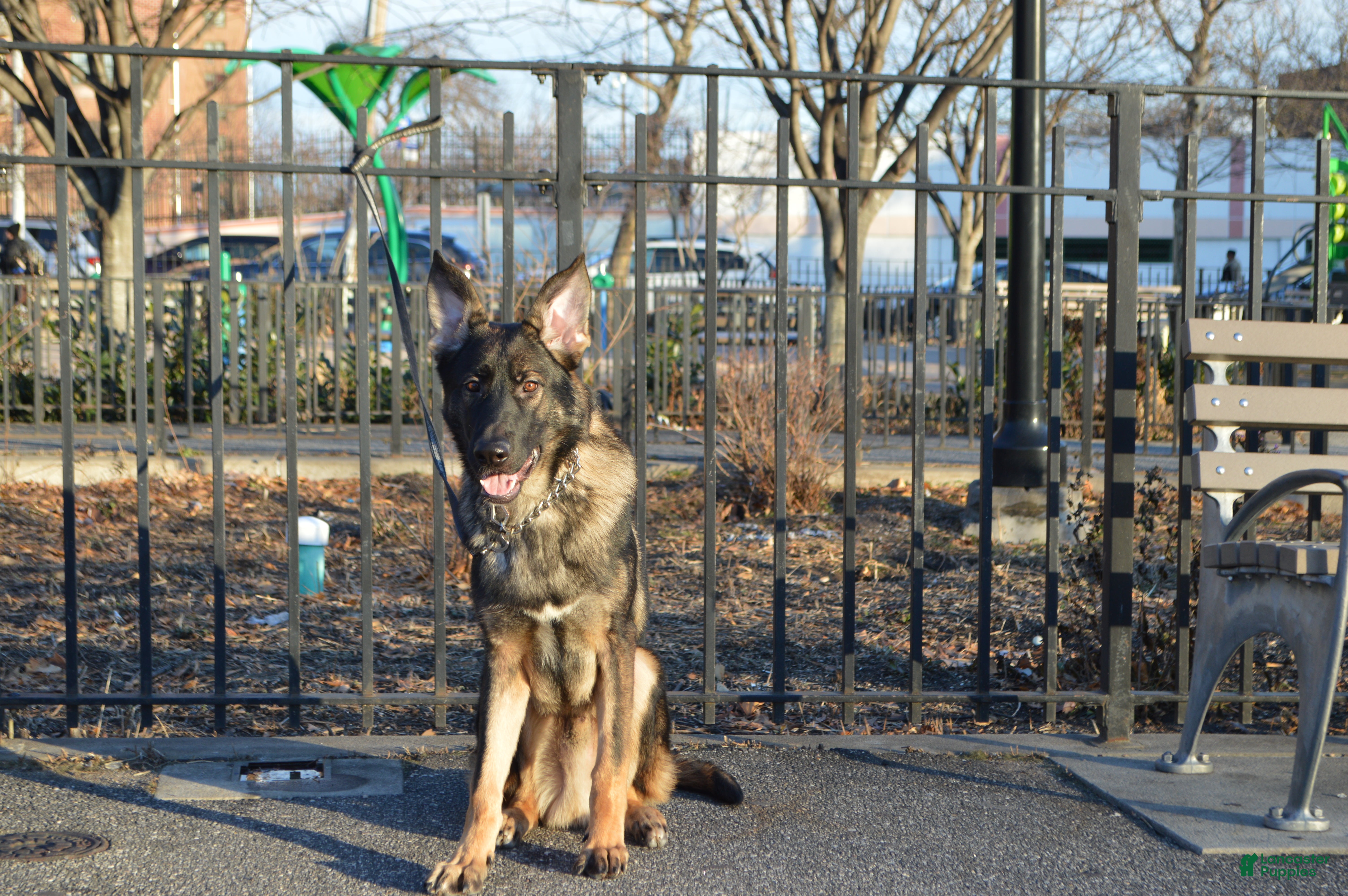 German Shepherd dogs Brown - Ad 4