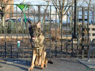 German Shepherd dogs Brown - Ad 42
