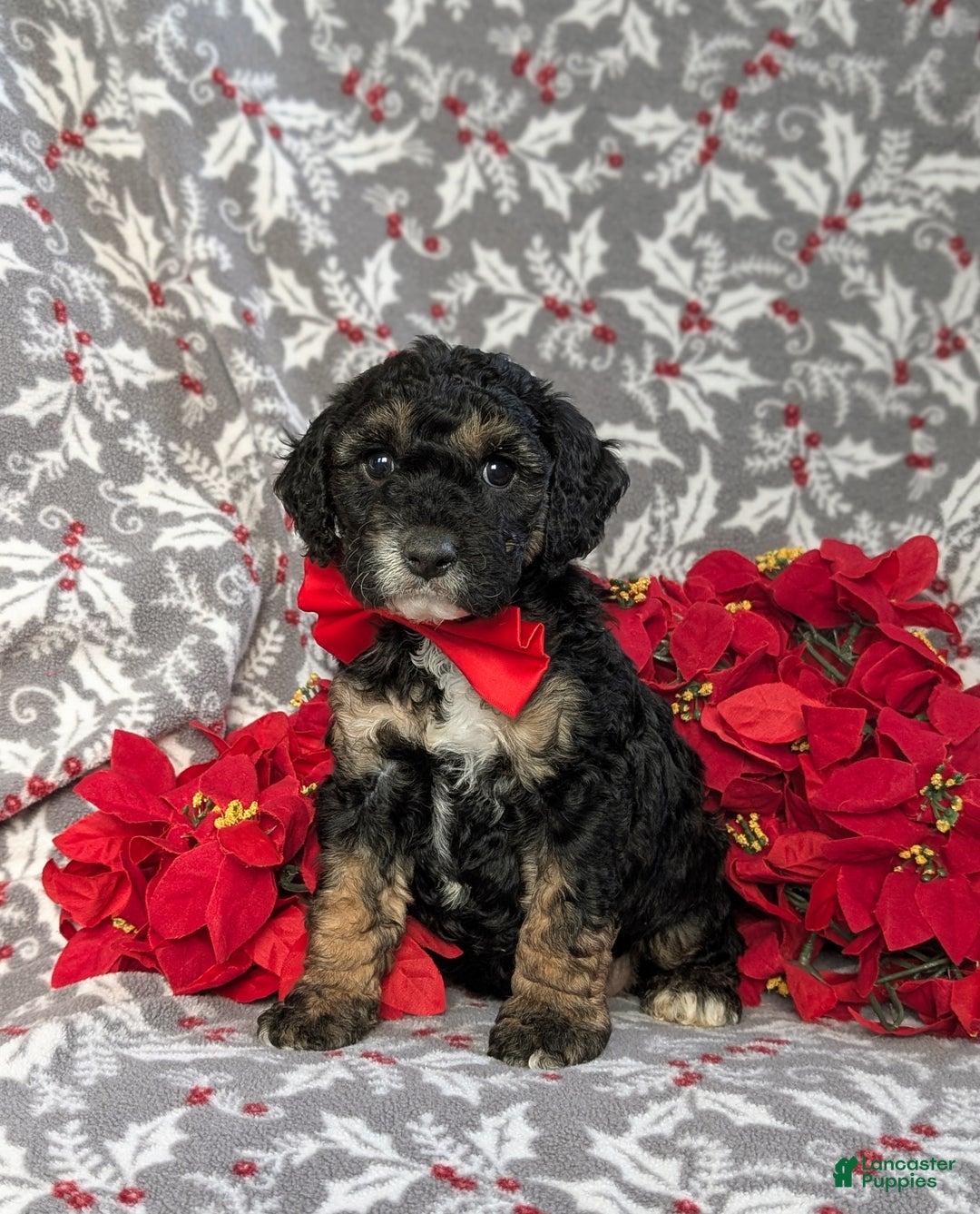 Cockapoo dogs for sale: Brent Hypoallergenic - Ad 3