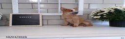 Australian Cattle Dog dogs for sale: Roscoe - Ad 6