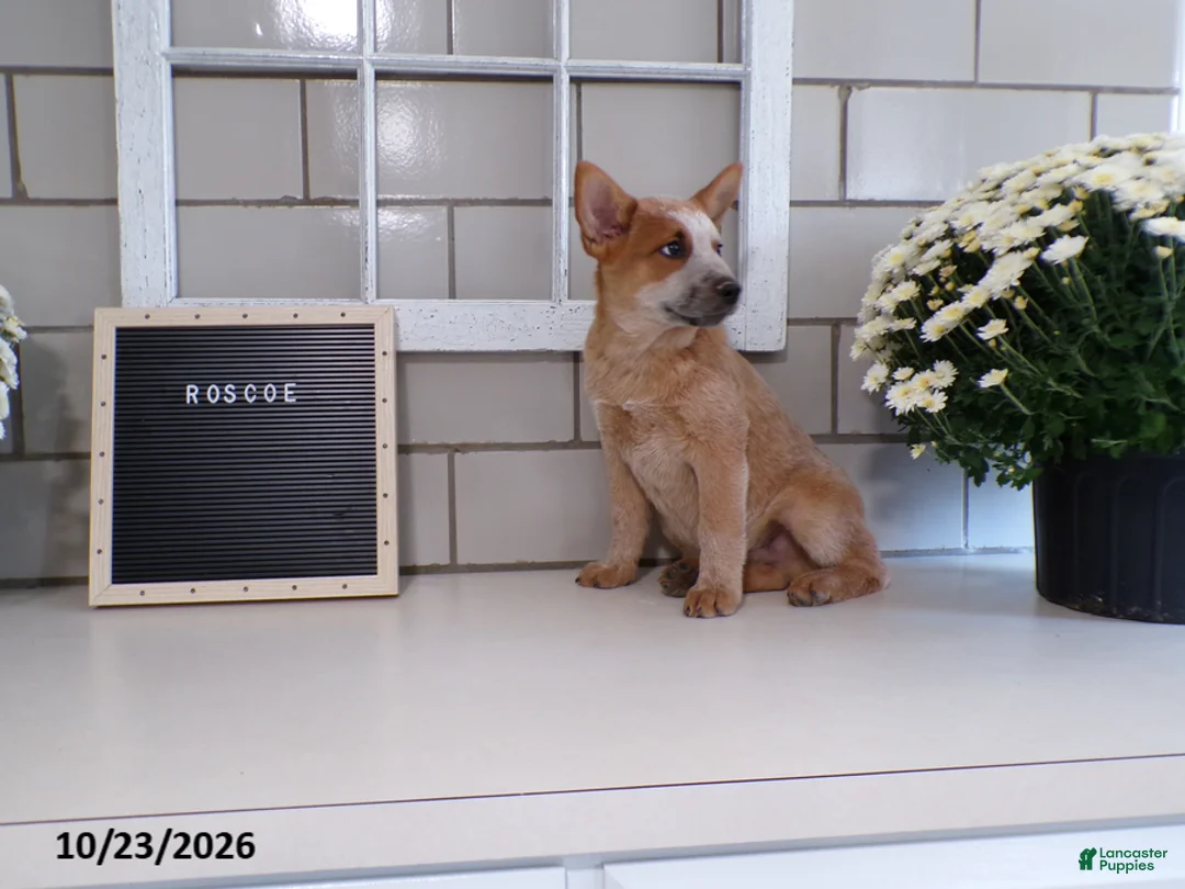 Australian Cattle Dog dogs for sale: Roscoe - Ad 6