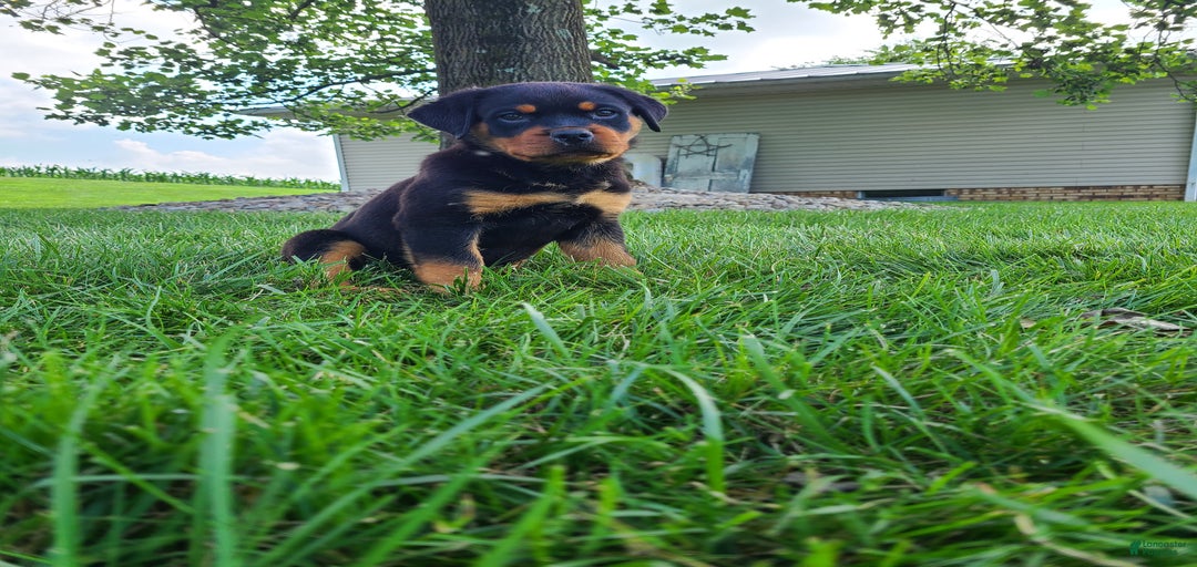 Gallery Image {{count}}