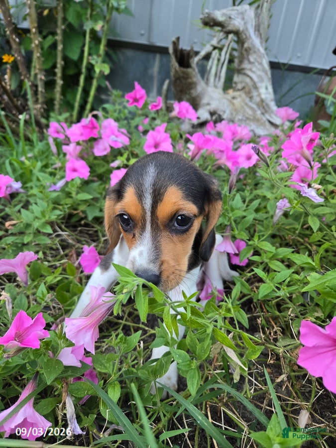 Beagle dogs Buttercup - Ad 2