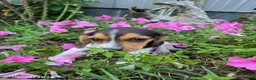 Beagle dogs for sale: Buttercup - Ad 2