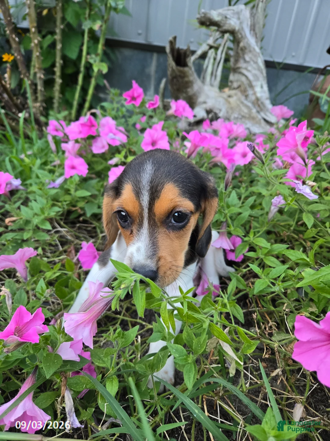 Beagle dogs for sale: Buttercup - Ad 2