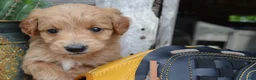 Mini Goldendoodle dogs for sale: Midge - Ad 10