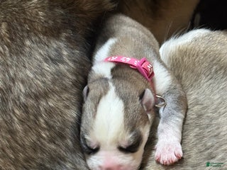 Siberian Husky dogs Chipmunk - Ad 31