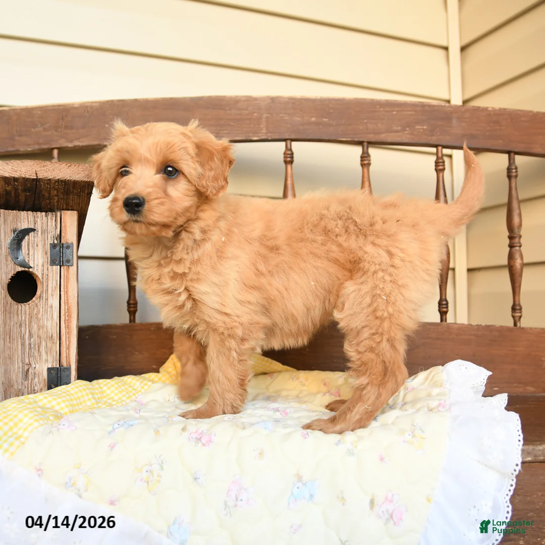 Mini Goldendoodle dogs for sale: Flora   - Ad 3