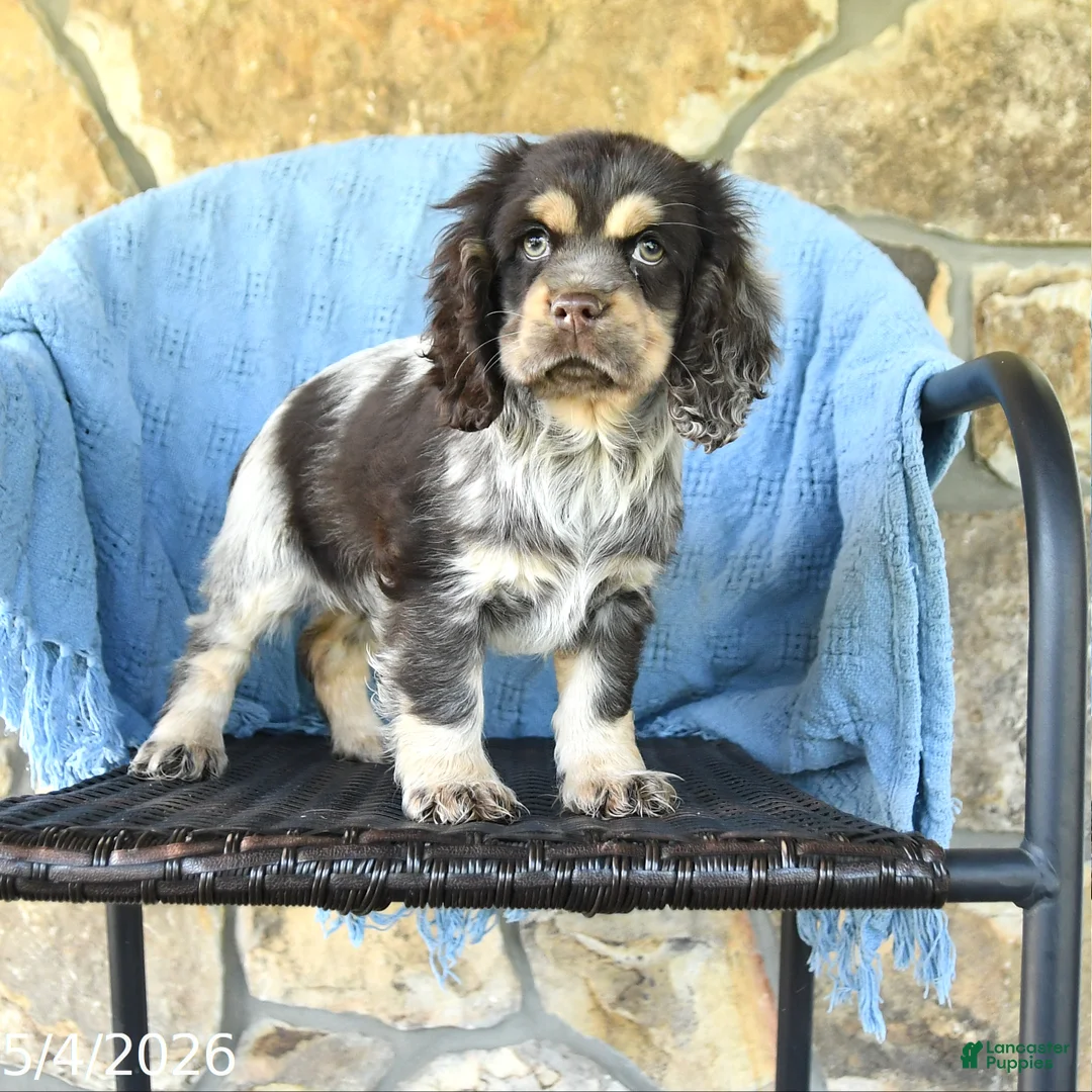 Cocker Spaniel dogs for sale: Mandy - Ad 1
