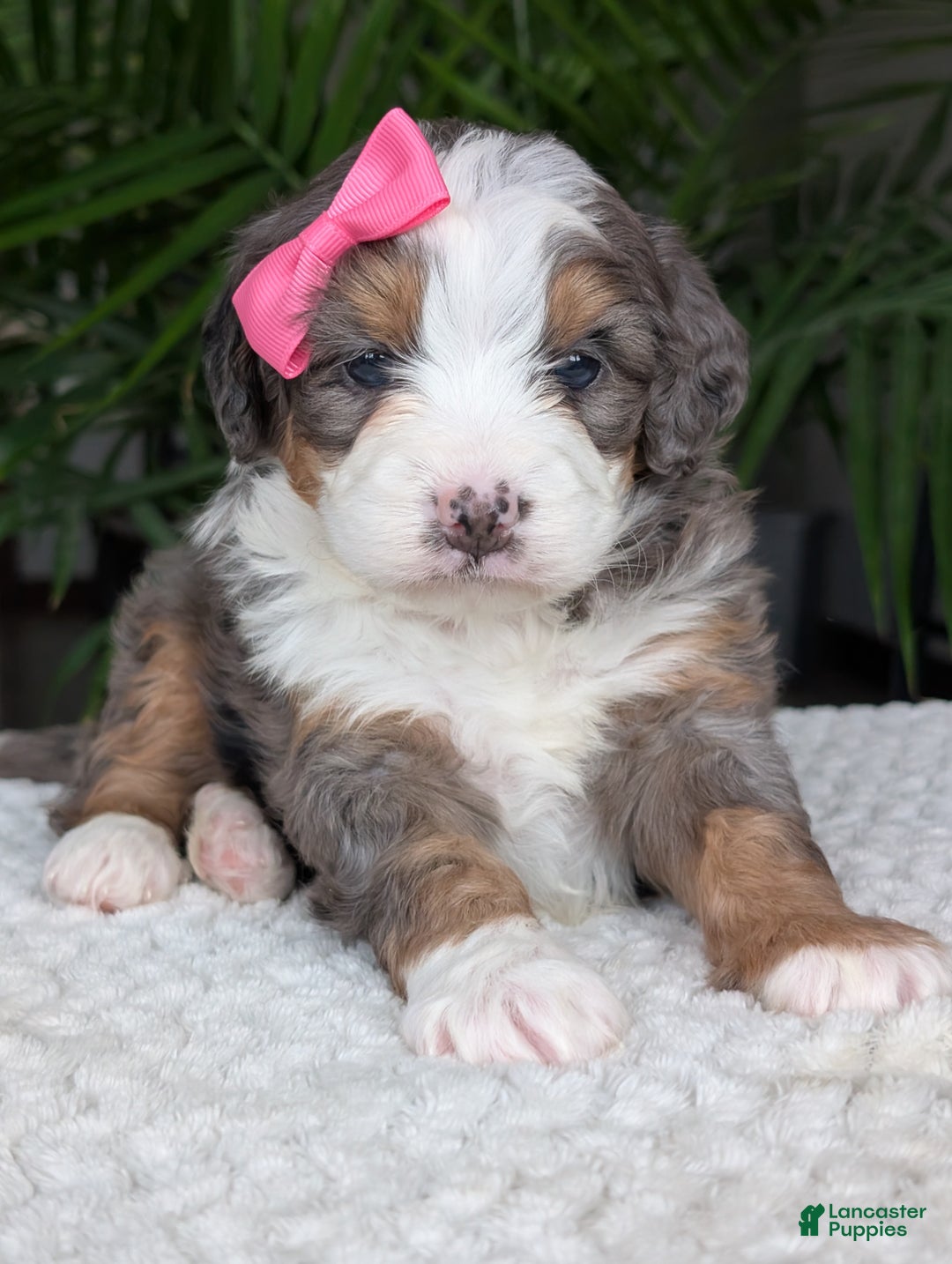 Mini Bernedoodle dogs for sale: Mini Emmie  - Ad 3