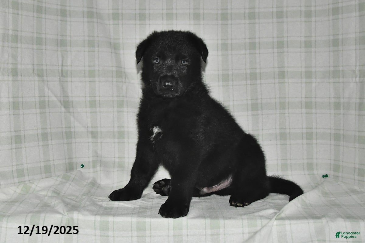 German Shepherd dogs Zachary - Ad 20