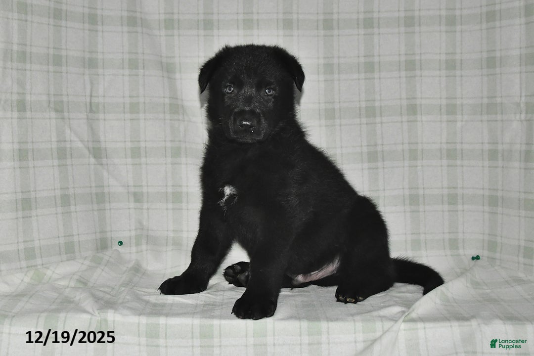 German Shepherd dogs for sale: Zachary - Ad 1