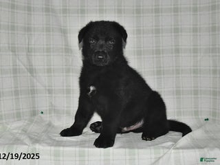 German Shepherd dogs Zachary - Ad 15