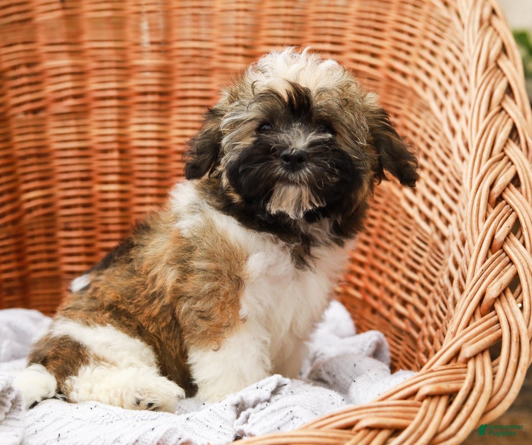 Havanese dogs for sale: Paisley (AKC)  - Ad 4
