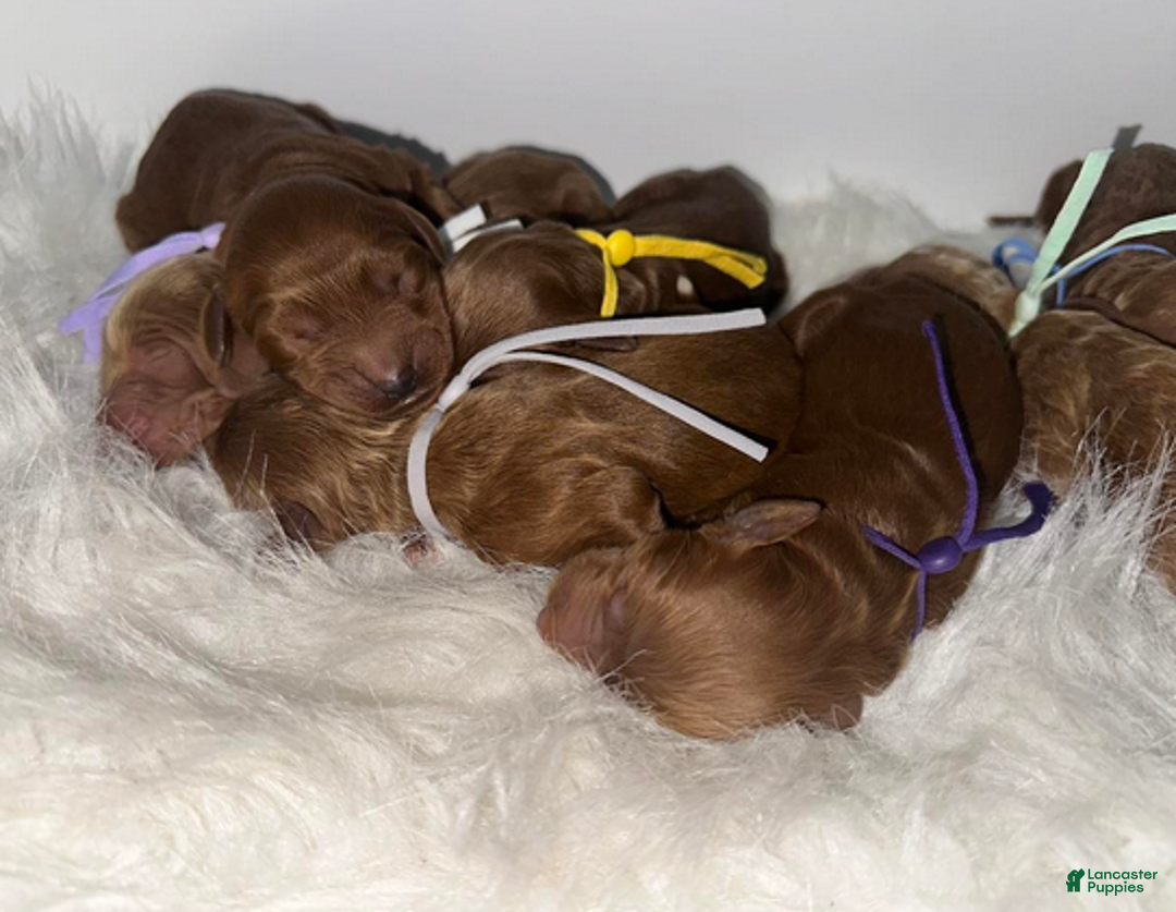 Goldendoodle dogs for sale: Girl 8 - Ad 2