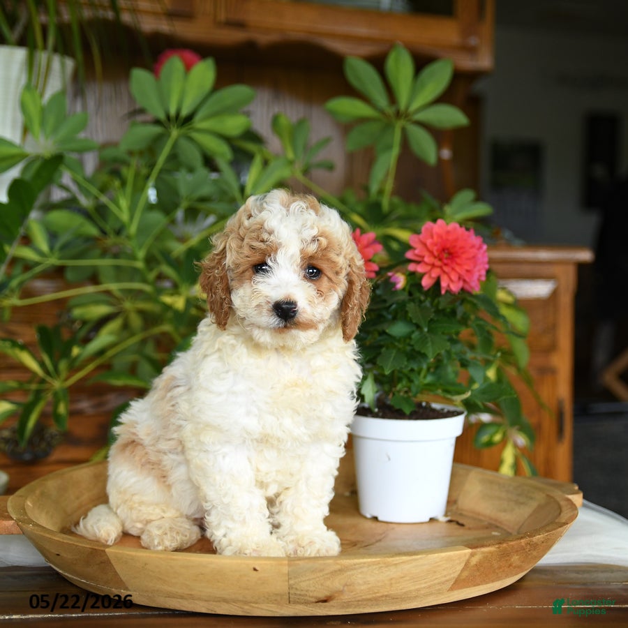 Mini Goldendoodle dogs Callan - Ad 1