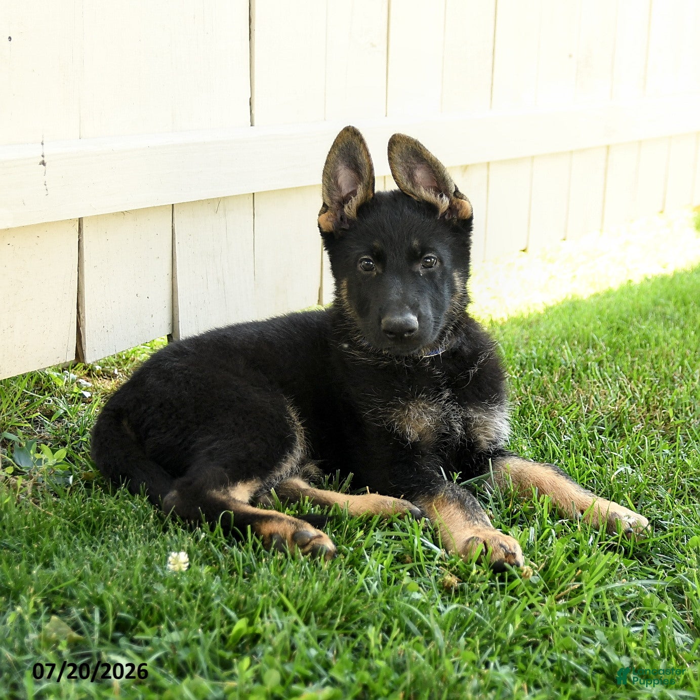 German Shepherd dogs Atlas - Ad 2