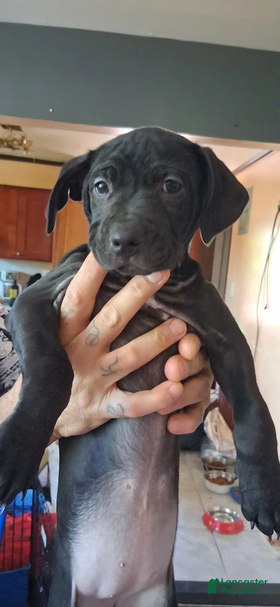 Mixed Breed dogs for sale: Mixed Breed Puppy 2 - Ad 2