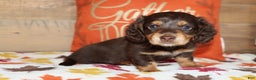 Miniature Dachshund dogs for sale: Terry  - Ad 21