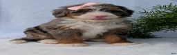Mini Bernedoodle dogs for sale: Mini Daisy  - Ad 12