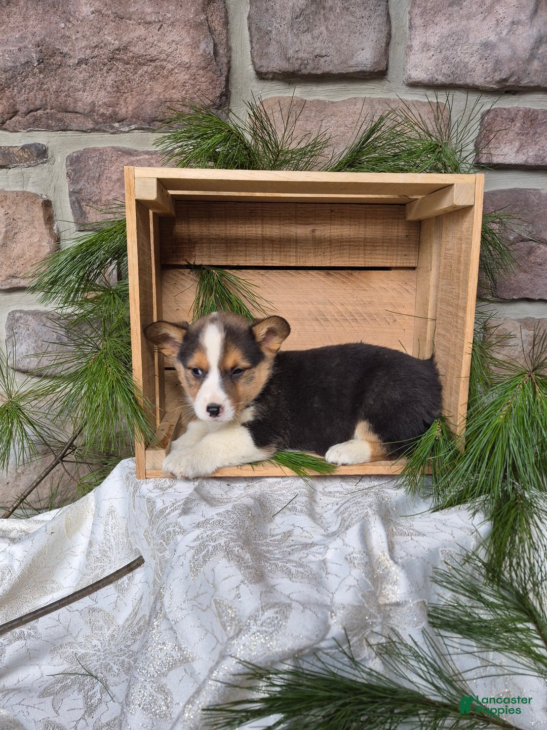 Welsh Corgi Pembroke dogs for sale: Rascal - Ad 2