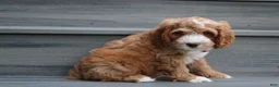 Cockapoo dogs for sale: Lando - Ad 4