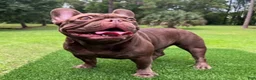 French Bulldog dogs for sale: Bear - Ad 11