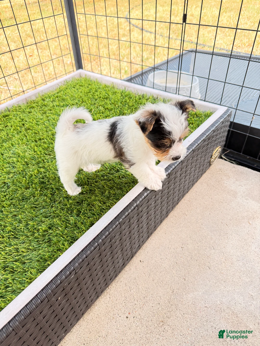 Yorkshire Terrier dogs for sale:  Anna Belle - Ad 2