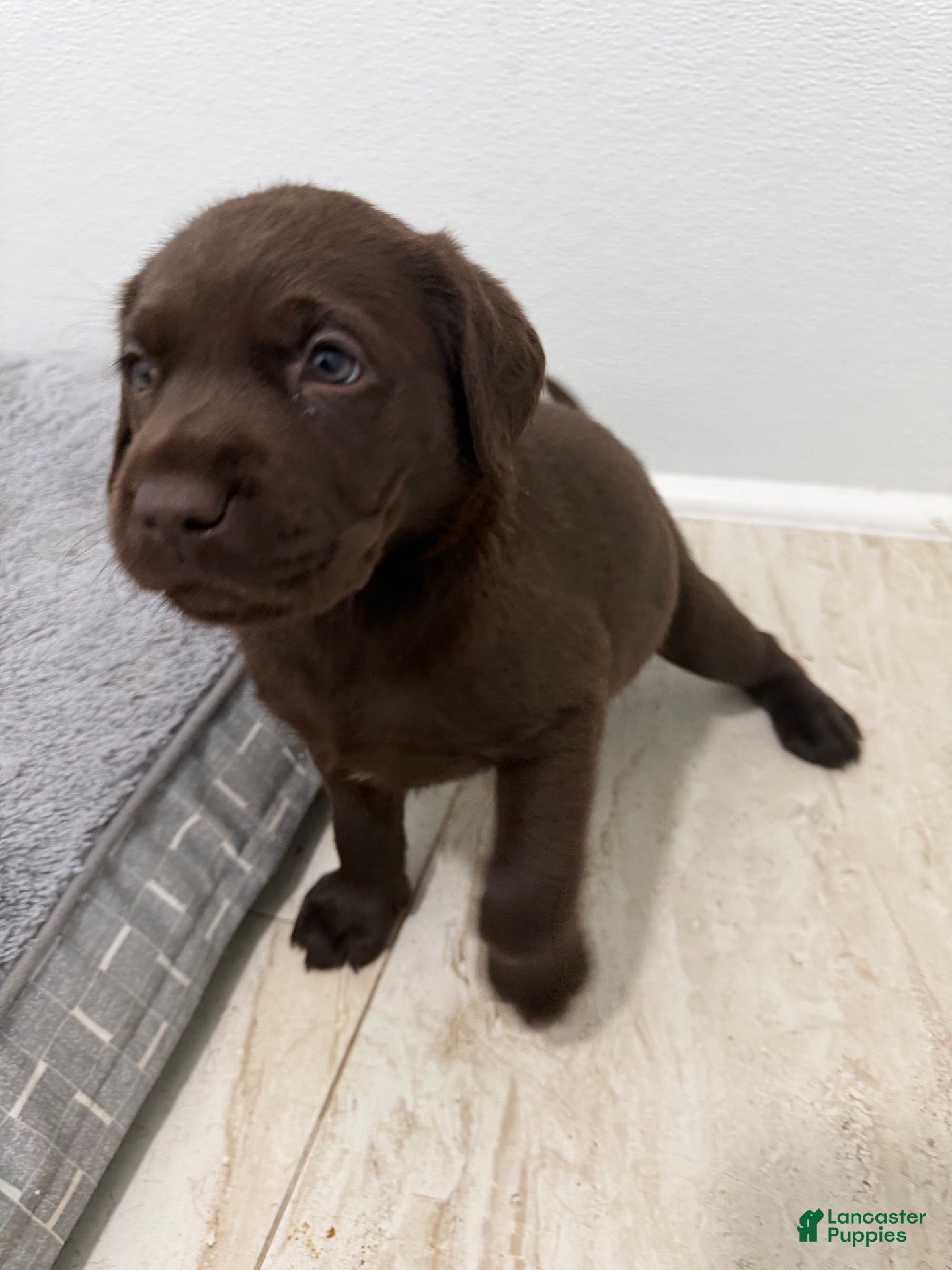 Labrador Retriever dogs for sale: Labrador Retriever 3 - Ad 1