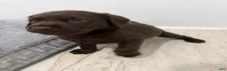 Labrador Retriever dogs for sale: Labrador Retriever 3 - Ad 1