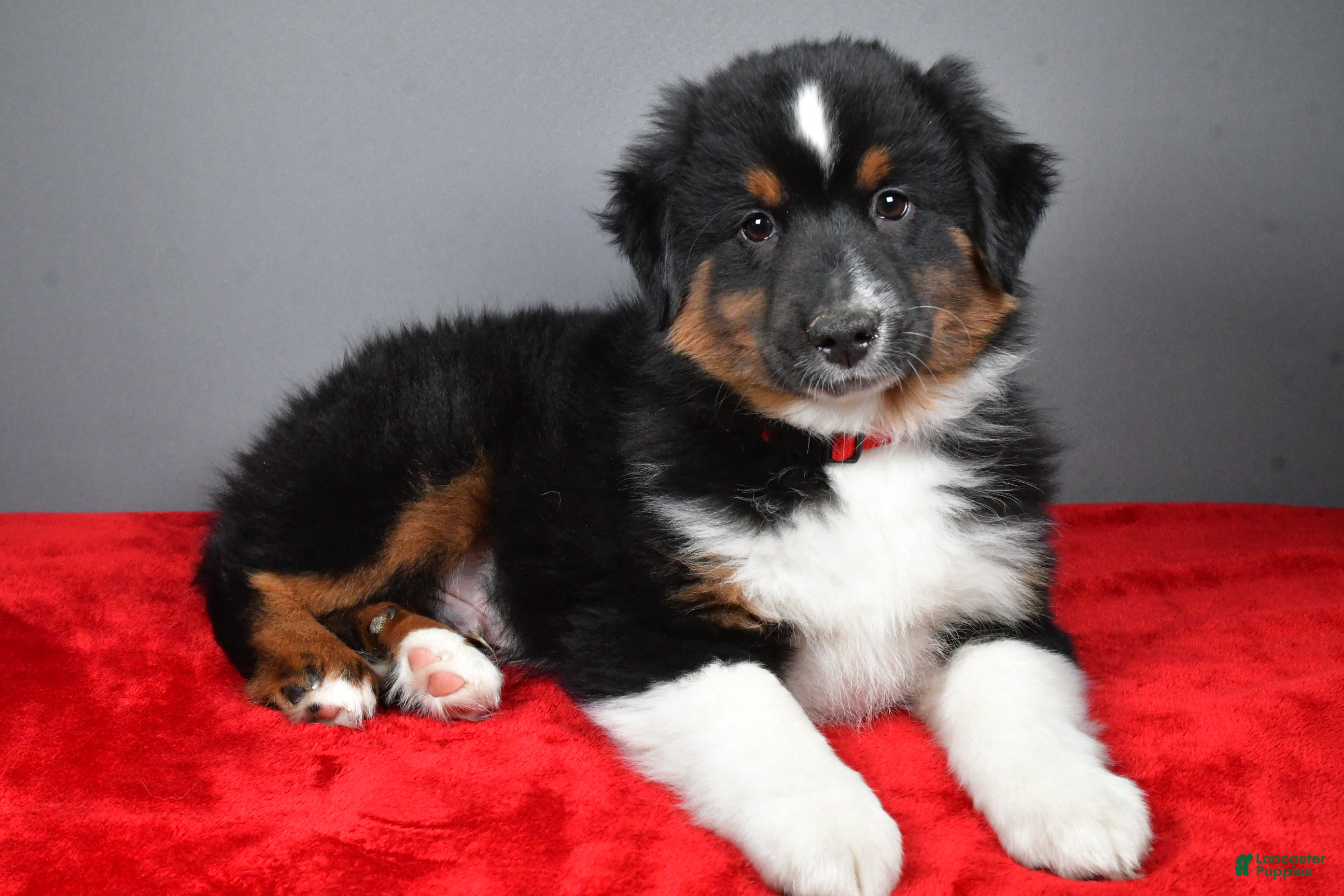 Miniature Australian Shepherd dogs Hudson - Ad 2